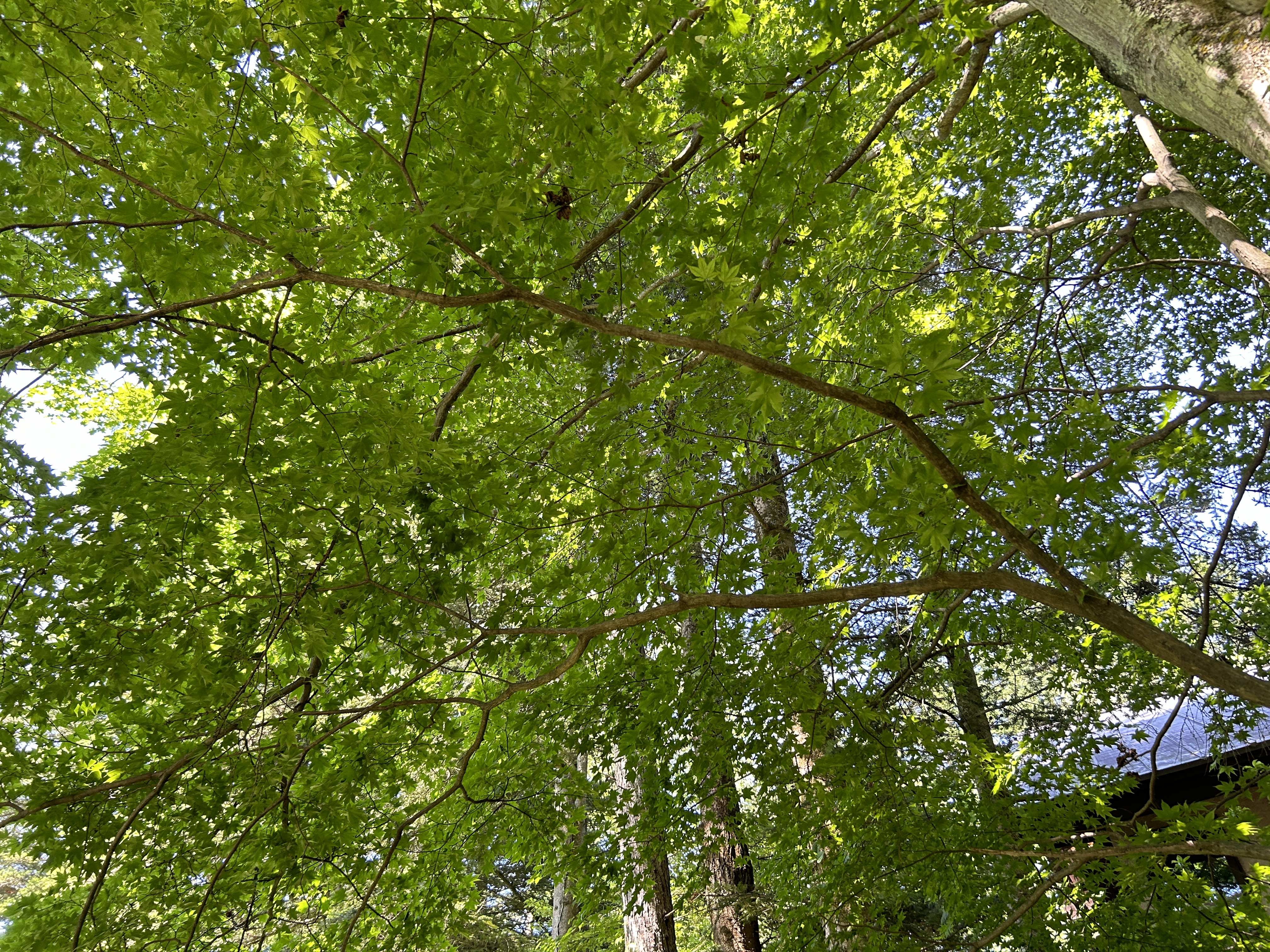 中軽井沢青山居